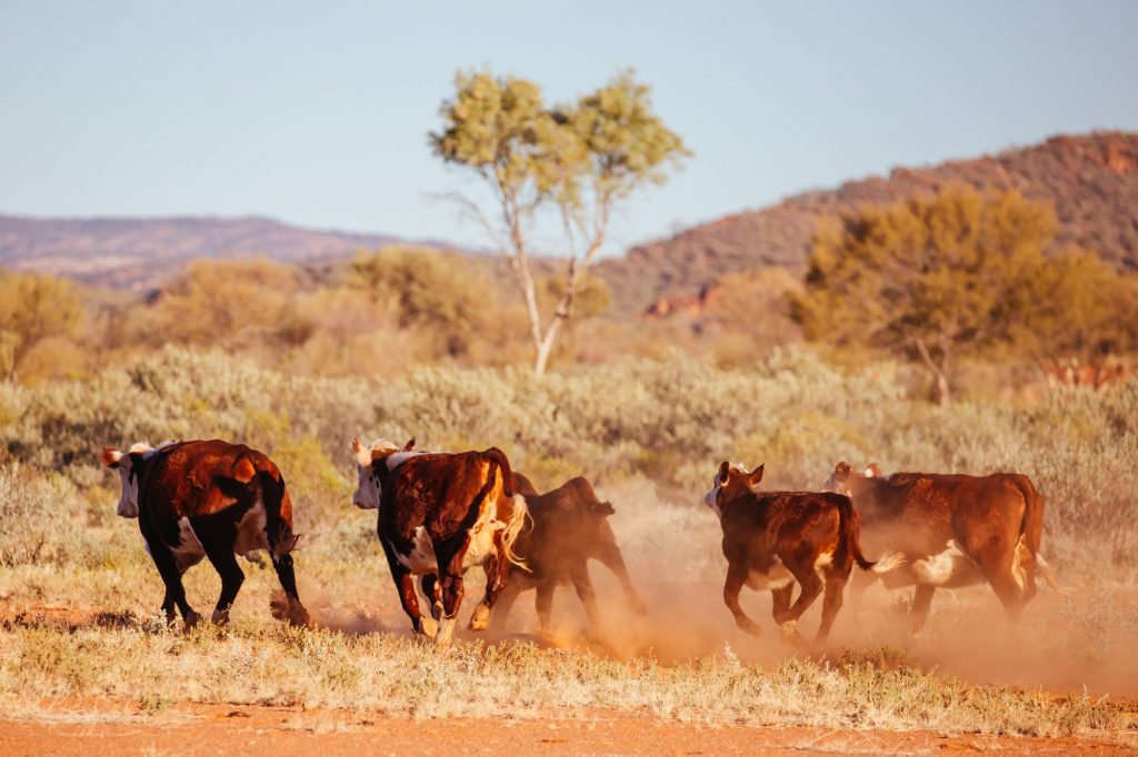 Grazing Cows in the Australian Outback